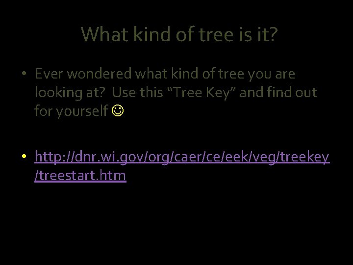 What kind of tree is it? • Ever wondered what kind of tree you