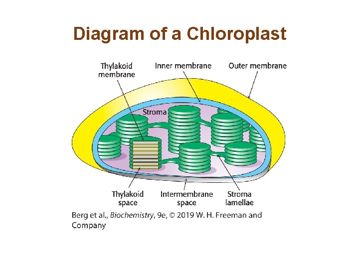Diagram of a Chloroplast 