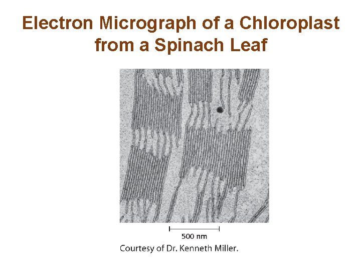 Electron Micrograph of a Chloroplast from a Spinach Leaf 