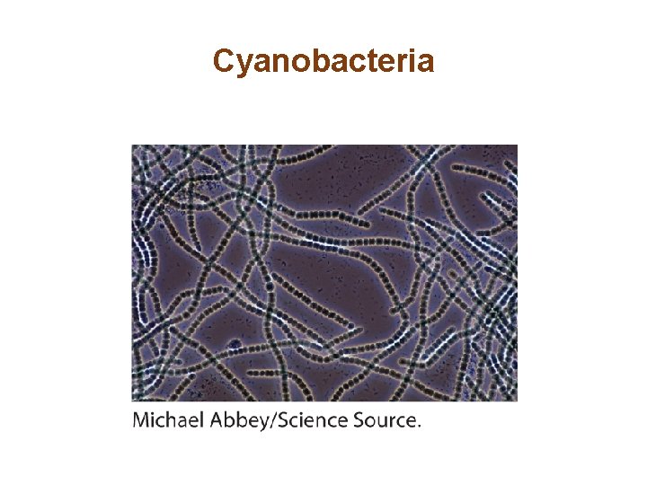 Cyanobacteria 