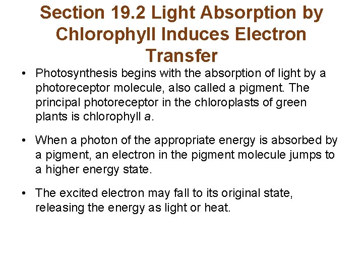 Section 19. 2 Light Absorption by Chlorophyll Induces Electron Transfer • Photosynthesis begins with