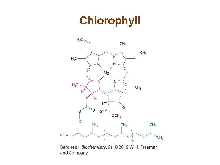 Chlorophyll 