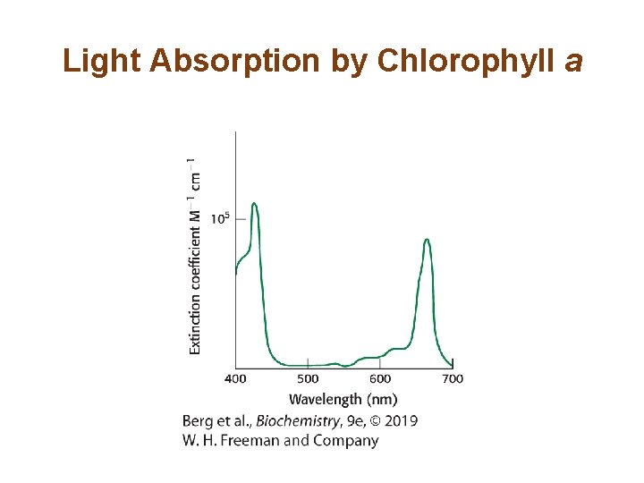 Light Absorption by Chlorophyll a 