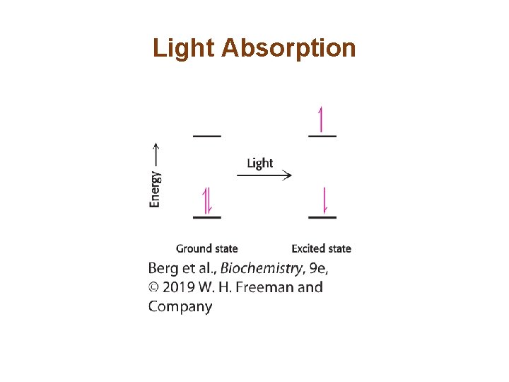 Light Absorption 