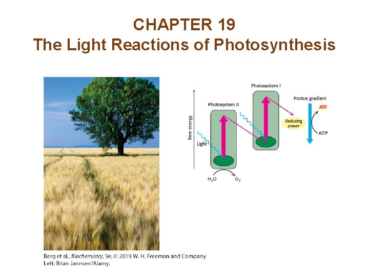 CHAPTER 19 The Light Reactions of Photosynthesis 