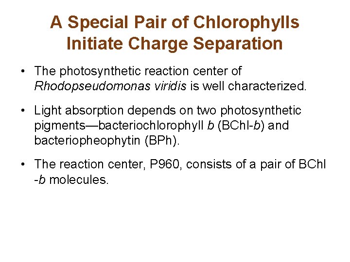 A Special Pair of Chlorophylls Initiate Charge Separation • The photosynthetic reaction center of