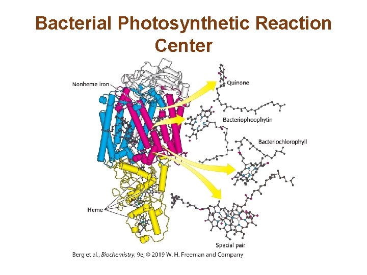 Bacterial Photosynthetic Reaction Center 