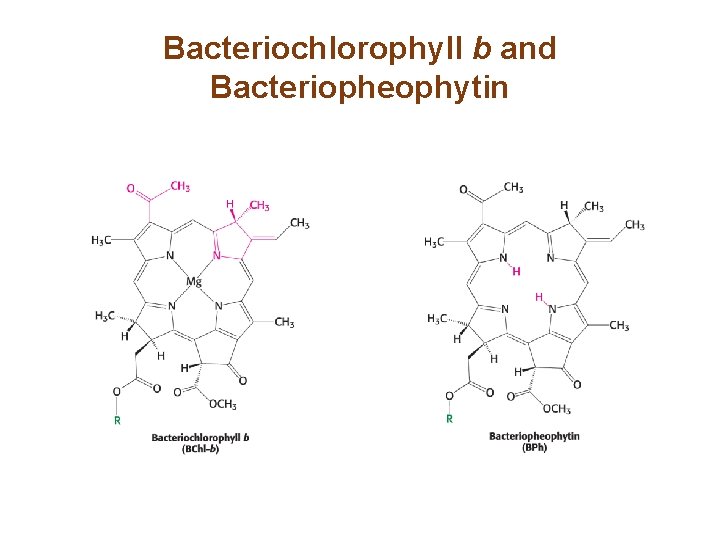 Bacteriochlorophyll b and Bacteriopheophytin 