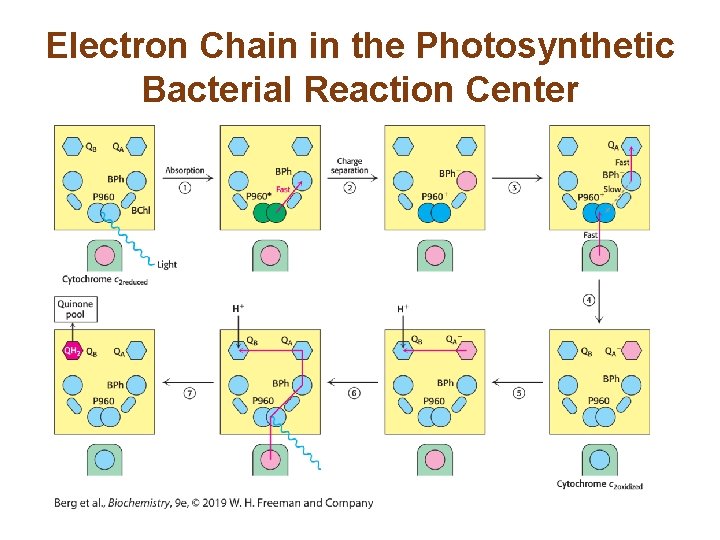Electron Chain in the Photosynthetic Bacterial Reaction Center 