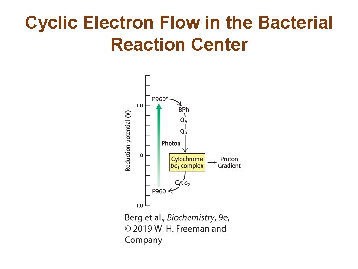 Cyclic Electron Flow in the Bacterial Reaction Center 