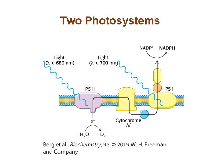 Two Photosystems 