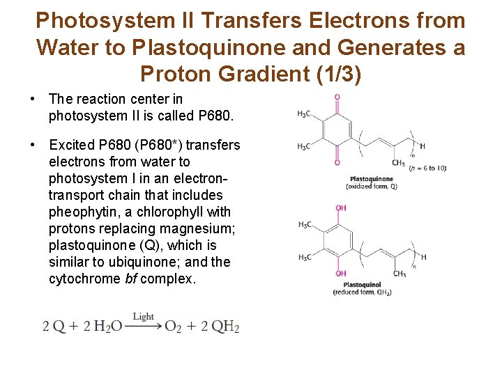 Photosystem II Transfers Electrons from Water to Plastoquinone and Generates a Proton Gradient (1/3)