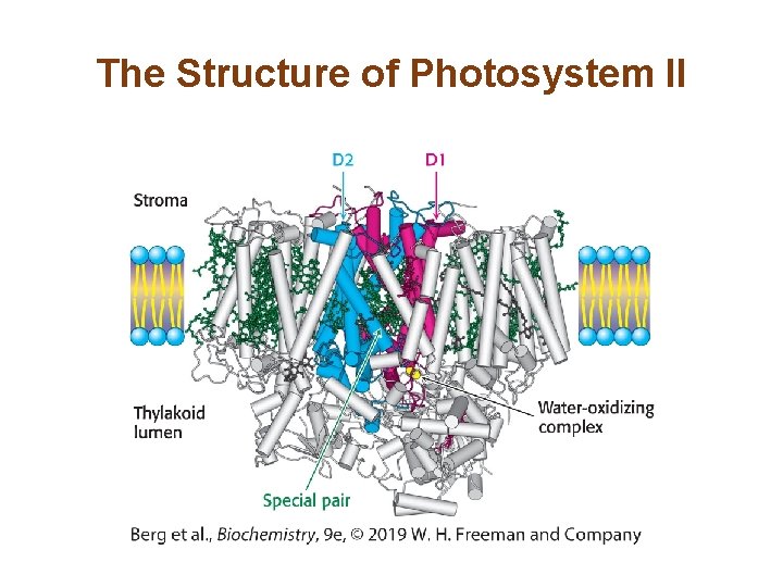 The Structure of Photosystem II 