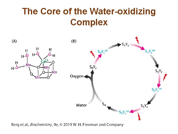 The Core of the Water-oxidizing Complex 