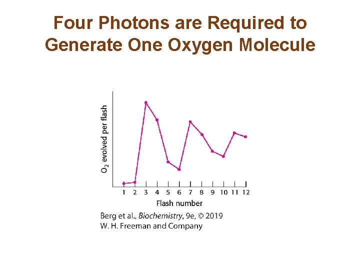 Four Photons are Required to Generate One Oxygen Molecule 