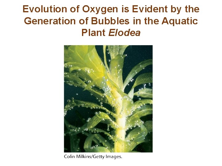 Evolution of Oxygen is Evident by the Generation of Bubbles in the Aquatic Plant
