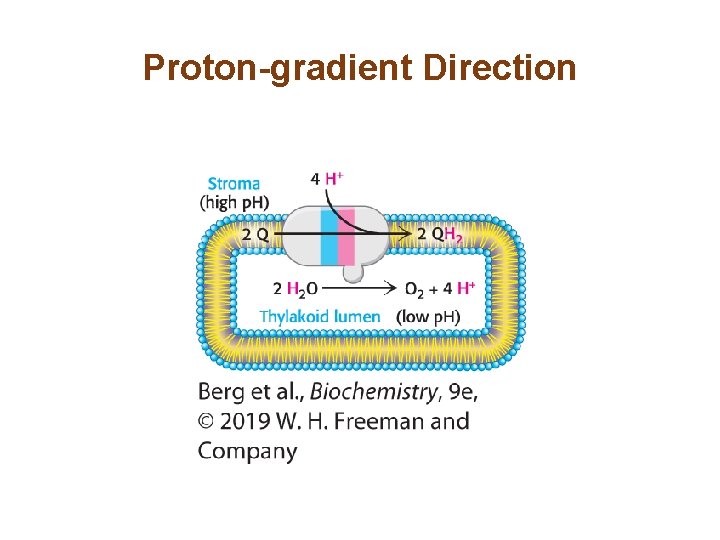 Proton-gradient Direction 