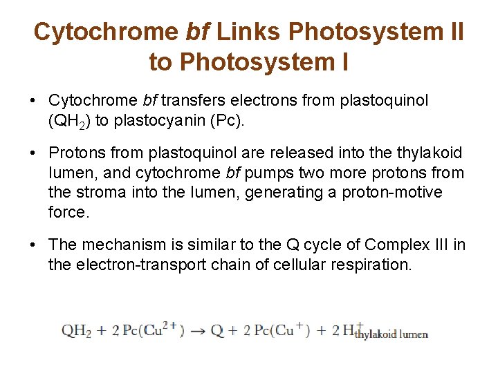 Cytochrome bf Links Photosystem II to Photosystem I • Cytochrome bf transfers electrons from
