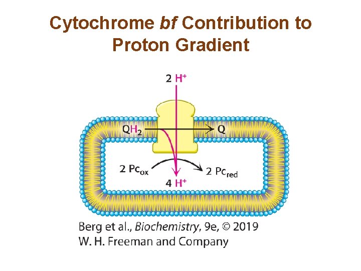 Cytochrome bf Contribution to Proton Gradient 