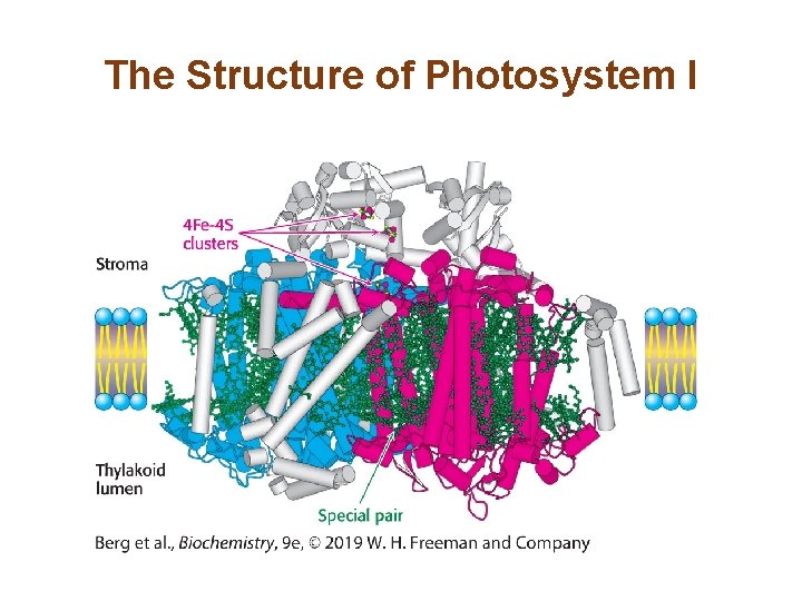 The Structure of Photosystem I 