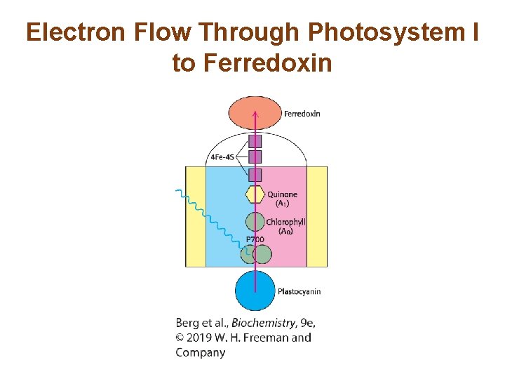 Electron Flow Through Photosystem I to Ferredoxin 