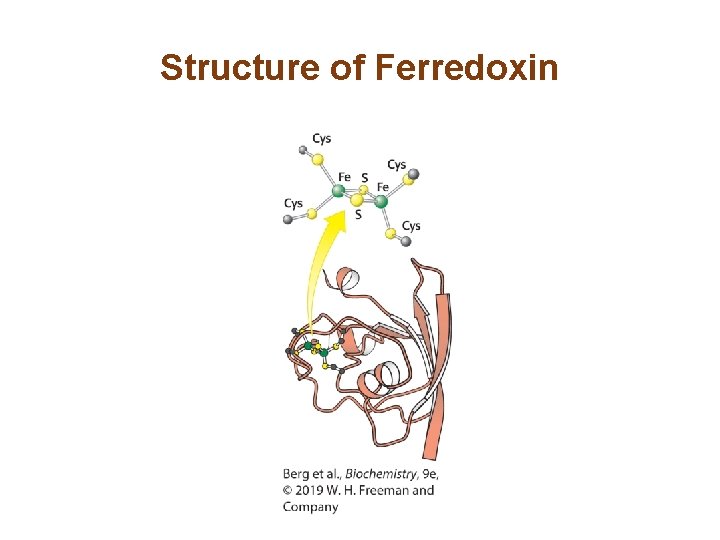 Structure of Ferredoxin 