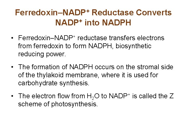 Ferredoxin–NADP+ Reductase Converts NADP+ into NADPH • Ferredoxin–NADP+ reductase transfers electrons from ferredoxin to