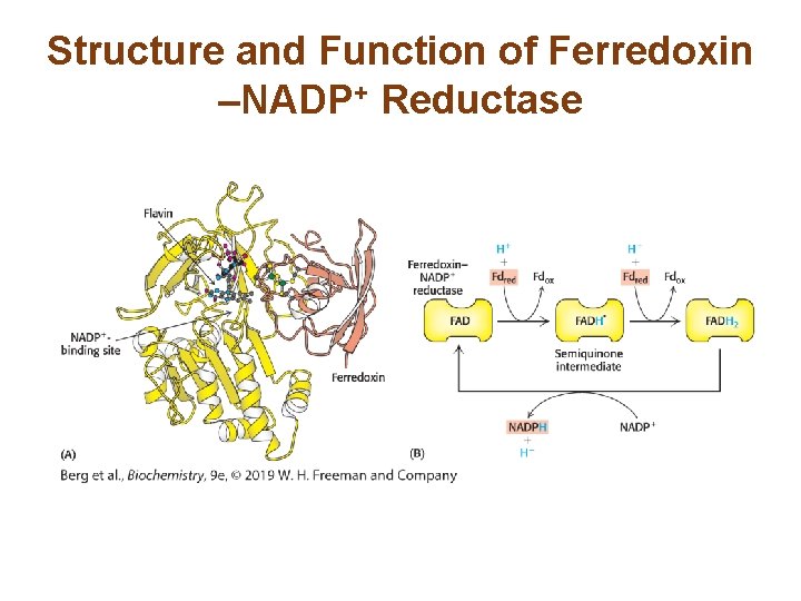 Structure and Function of Ferredoxin –NADP+ Reductase 