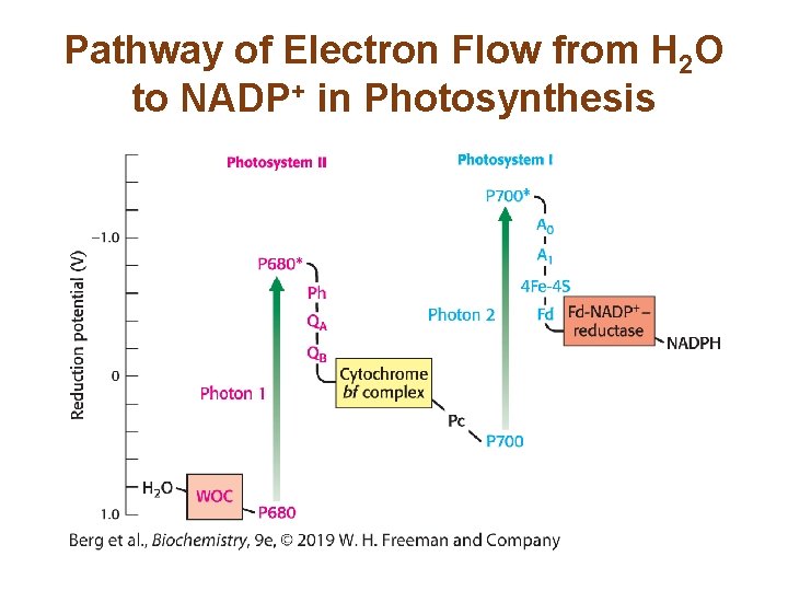 Pathway of Electron Flow from H 2 O to NADP+ in Photosynthesis 