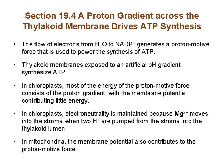 Section 19. 4 A Proton Gradient across the Thylakoid Membrane Drives ATP Synthesis •