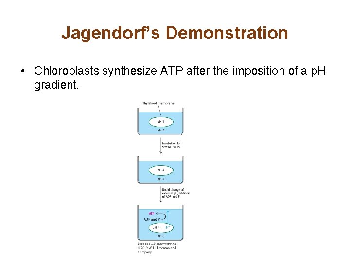 Jagendorf’s Demonstration • Chloroplasts synthesize ATP after the imposition of a p. H gradient.