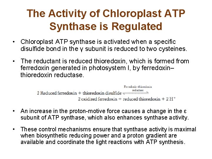 The Activity of Chloroplast ATP Synthase is Regulated • Chloroplast ATP synthase is activated