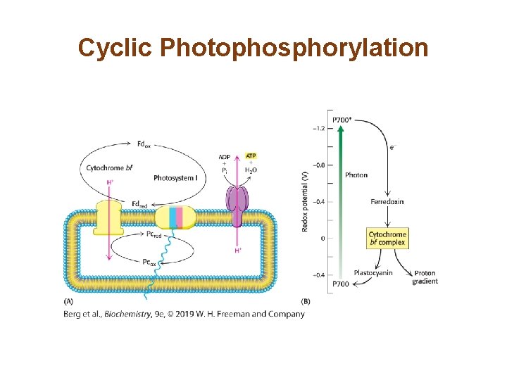 Cyclic Photophosphorylation 