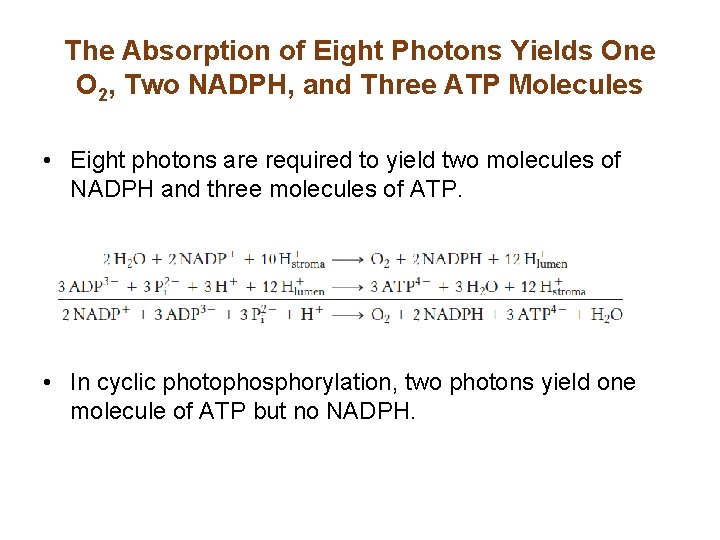 The Absorption of Eight Photons Yields One O 2, Two NADPH, and Three ATP