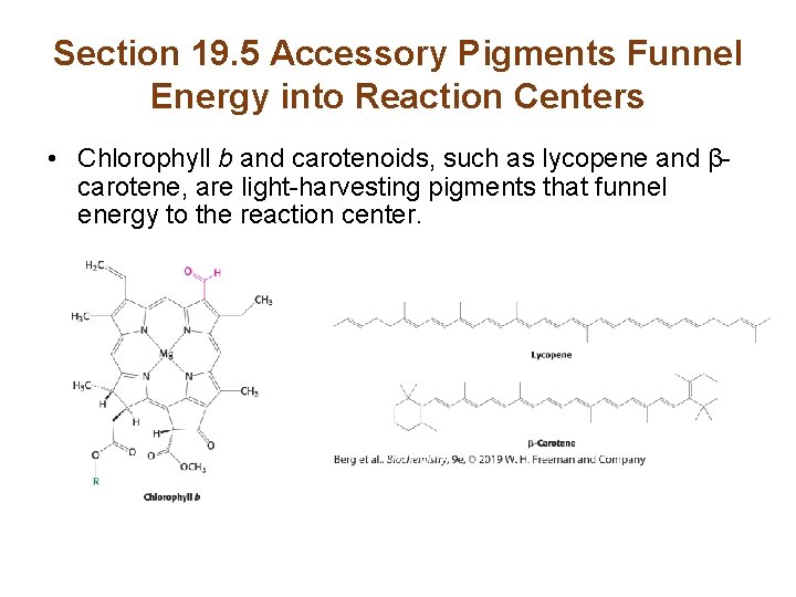 Section 19. 5 Accessory Pigments Funnel Energy into Reaction Centers • Chlorophyll b and