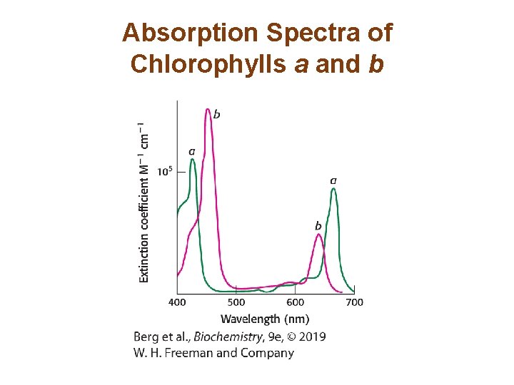 Absorption Spectra of Chlorophylls a and b 
