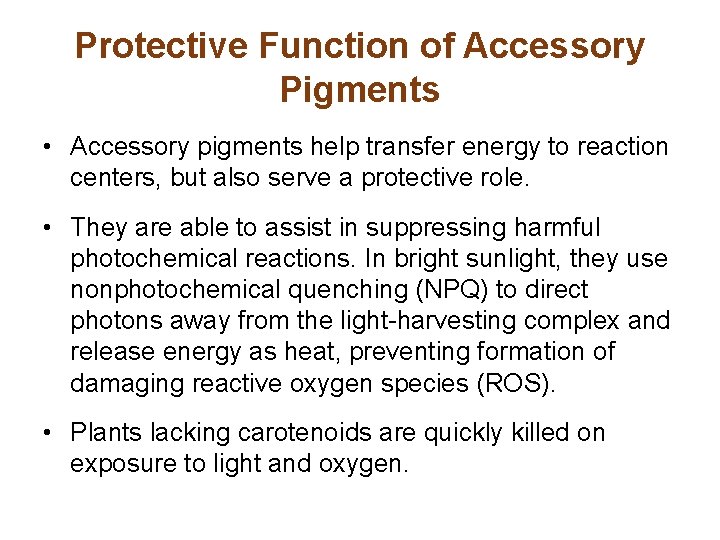 Protective Function of Accessory Pigments • Accessory pigments help transfer energy to reaction centers,