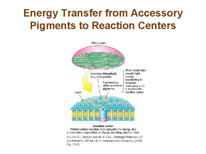 Energy Transfer from Accessory Pigments to Reaction Centers 