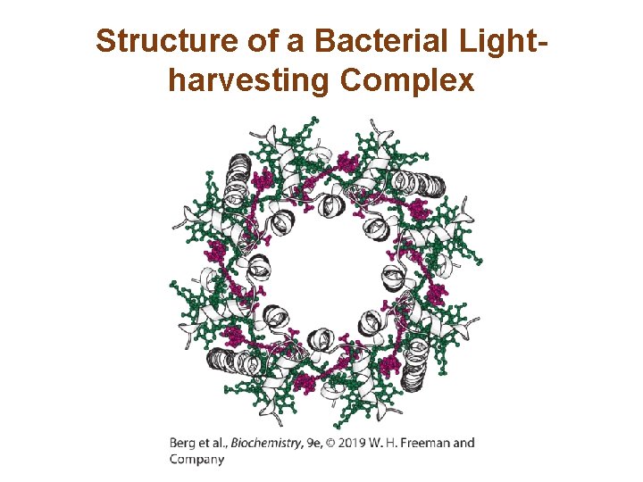 Structure of a Bacterial Lightharvesting Complex 