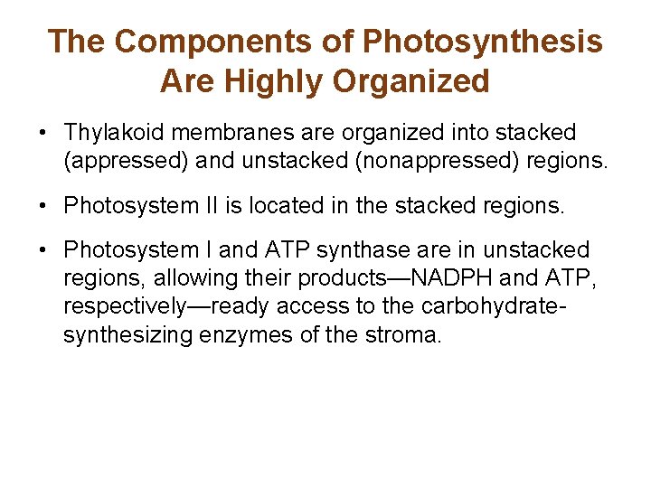 The Components of Photosynthesis Are Highly Organized • Thylakoid membranes are organized into stacked