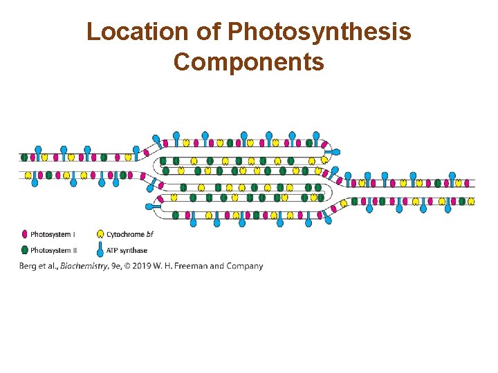 Location of Photosynthesis Components 