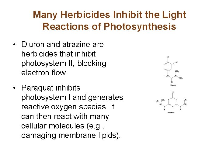 Many Herbicides Inhibit the Light Reactions of Photosynthesis • Diuron and atrazine are herbicides