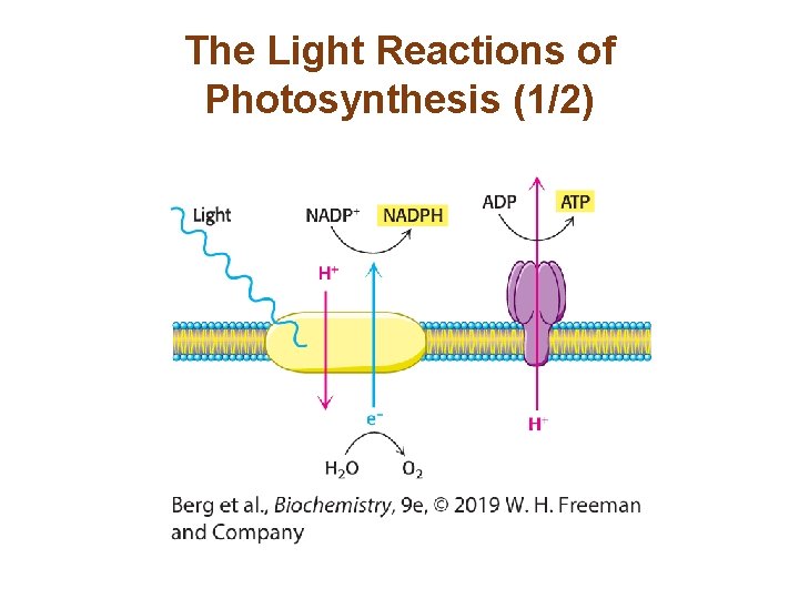 The Light Reactions of Photosynthesis (1/2) 