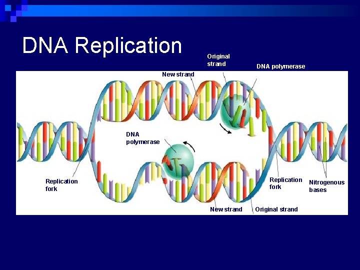 DNA Replication Original strand DNA polymerase New strand Growth DNA polymerase Growth Replication fork