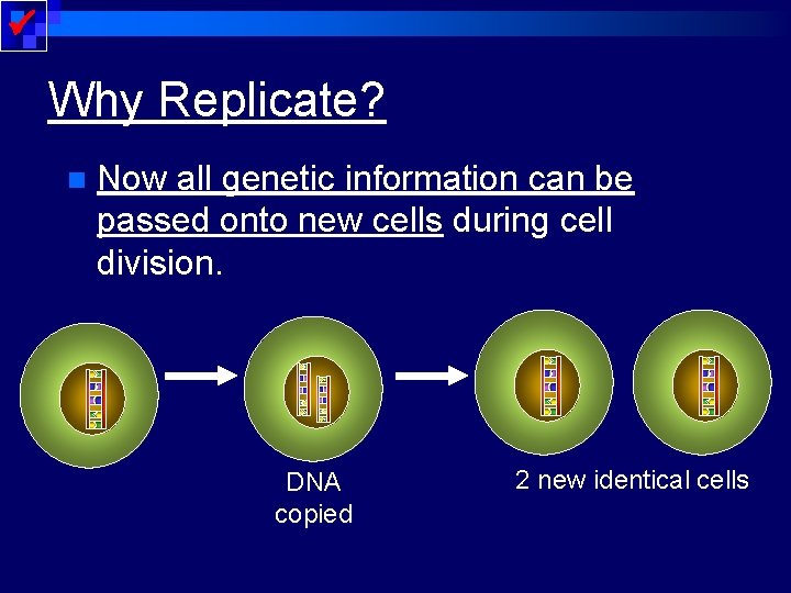  Why Replicate? n Now all genetic information can be passed onto new cells