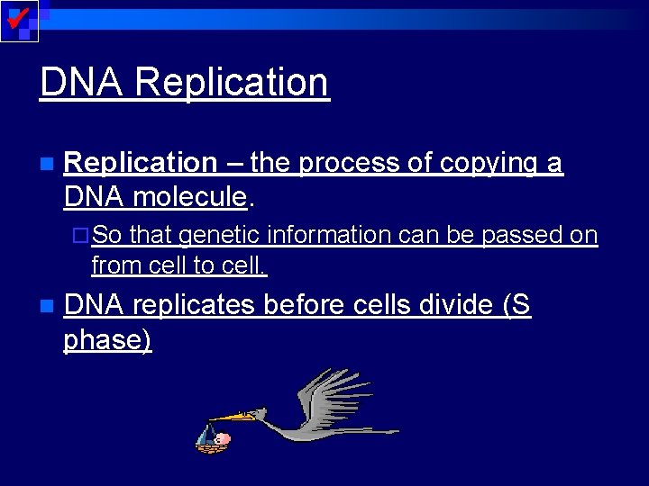  DNA Replication n Replication – the process of copying a DNA molecule. ¨