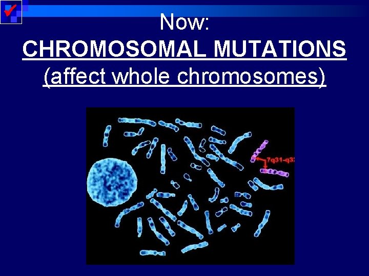  Now: CHROMOSOMAL MUTATIONS (affect whole chromosomes) 