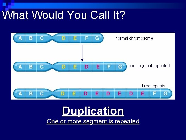 What Would You Call It? normal chromosome one segment repeated three repeats Duplication One