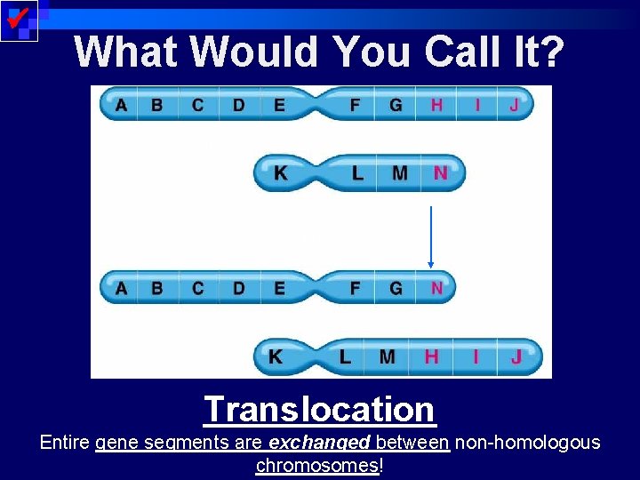  What Would You Call It? chromosome nonhomologous chromosome reciprocal translocation Translocation Entire gene