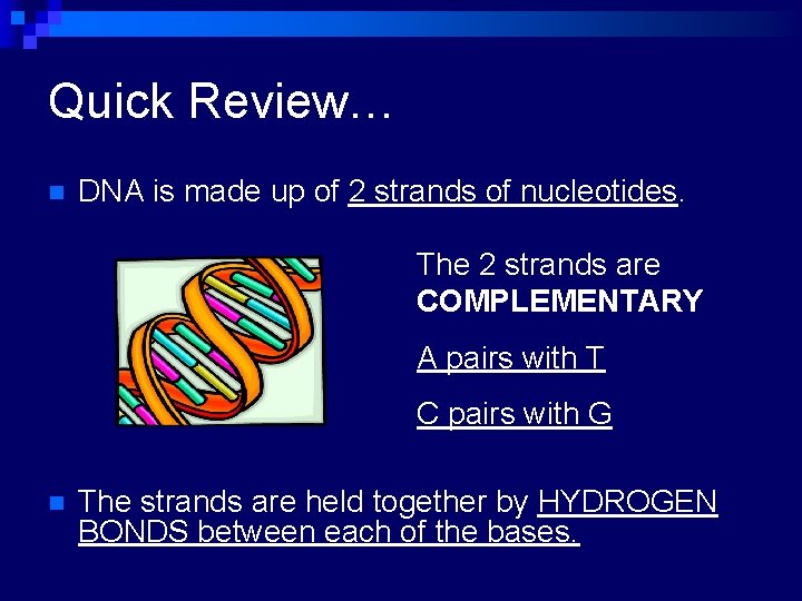 Quick Review… n DNA is made up of 2 strands of nucleotides. The 2